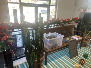 Plants | Myers Carpet of Atlanta